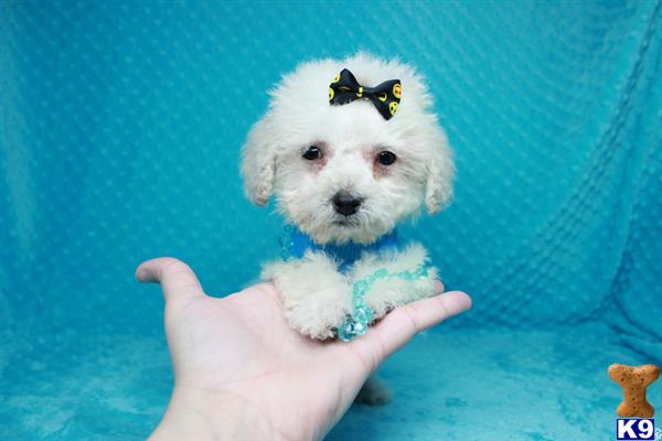 lvpuppyheaven Picture 3